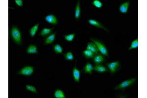 Immunofluorescence staining of Hela cells with ABIN7163461 at 1:100, counter-stained with DAPI. (Pirin anticorps  (AA 1-290))