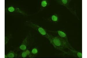 Anti-MAPK6 mouse monoclonal antibody (ABIN2452376) immunofluorescent staining of HeLa cells transiently transfected by pCMV6-ENTRY MAPK6 (RC201597) (MAPK6 anticorps  (AA 345-721))