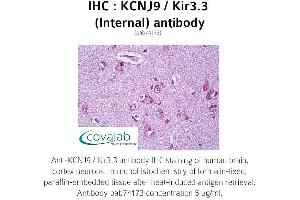 Image no. 1 for anti-Potassium Inwardly-Rectifying Channel, Subfamily J, Member 9 (KCNJ9) (Internal Region) antibody (ABIN1736186) (KCNJ9 anticorps  (Internal Region))