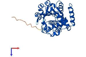 AlphaFold protein structure predicition of Human Recombinant SULT1C4 Protein, UniprotID O75897