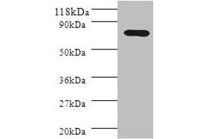 Western blot All lanes: Polymeric immunoglobulin receptor antibody at 2 μg/mL + HL60 whole cell lysate Secondary Goat polyclonal to rabbit IgG at 1/10000 dilution Predicted band size: 83, 59 kDa Observed band size: 83 kDa (PIGR anticorps  (AA 399-599))