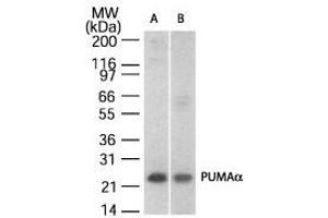 Image no. 2 for anti-BCL2 Binding Component 3 (BBC3) (AA 186-199) antibody (ABIN208703) (PUMA anticorps  (AA 186-199))
