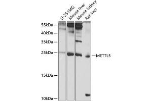 Western blot analysis of extracts of various cell lines, using METTL5 antibody (ABIN6132288, ABIN6143775, ABIN6143776 and ABIN6224935) at 1:1000 dilution. (METTL5 anticorps  (AA 1-209))