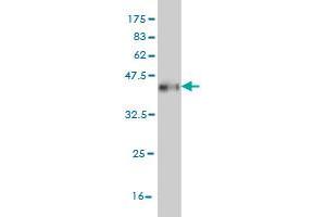 Western Blot detection against Immunogen (36.