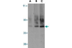 Western blot analysis of Sigirr in A-549 cell lysate with Sigirr polyclonal antibody  at (A) 0. (SIGIRR anticorps  (C-Term))