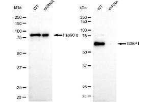 Western blotting analysis using G3BP1 antibody (ABIN7798815).