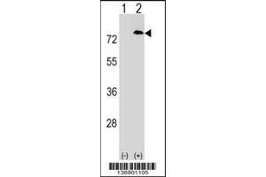 Western blot analysis of PAF1 using rabbit polyclonal PAF1 Antibody using 293 cell lysates (2 ug/lane) either nontransfected (Lane 1) or transiently transfected (Lane 2) with the PAF1 gene.