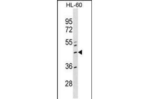 Western blot analysis in HL-60 cell line lysates (35ug/lane). (ZNF589 anticorps  (AA 184-210))