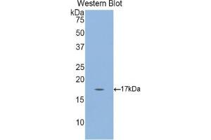 Detection of Recombinant GKN3, Mouse using Polyclonal Antibody to Gastrokine 3 (GKN3)