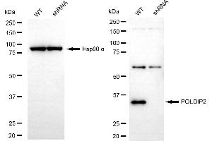 Western blotting analysis using POLDIP2 antibody (ABIN7799878).