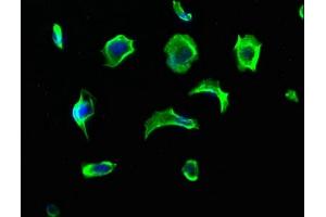 Immunofluorescence staining of MCF-7 cells with ABIN7140215 at 1:213, counter-stained with DAPI.