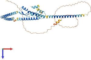 AlphaFold protein structure predicition of Human Recombinant LUC7L3 Protein, UniprotID O95232