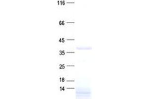 Validation with Western Blot