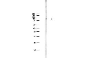 Western blot analysis of lysates from PC12 cells(LPS,4h treatment), using C Antibody at 1/1000 dilution.