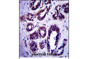 ATG9B Antibody (C-term) (ABIN657572 and ABIN2846578) immunohistochemistry analysis in formalin fixed and paraffin embedded human pancreas tissue followed by peroxidase conjugation of the secondary antibody and DAB staining. (ATG9B anticorps  (C-Term))