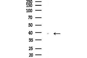 Western blot analysis of lysates from Mouse liver, using WNB Antibody at 1/1000 dilution.