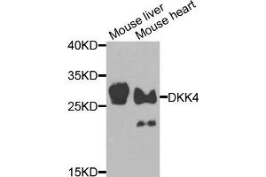 Western blot analysis of extracts of mouse liver and mouse heart cells, using DKK4 antibody. (DKK4 anticorps)