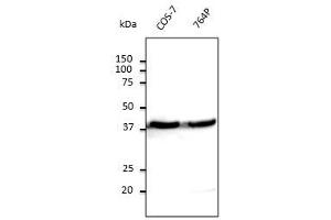 Anti-beta-Actin Ab at 1/500 dilution, lysates at 100 µg per Iane, Rabbit polyclonal to goat lgG (HRP) at 1/10,000 dilution, (beta Actin anticorps  (N-Term))