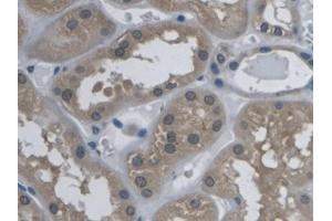 DAB staining on IHC-P; Samples: Human Kidney Tissue (Kallikrein 9 anticorps  (AA 1-250))