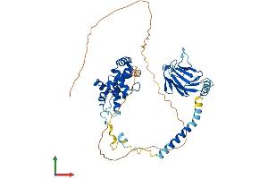 AlphaFold protein structure predicition of Human Recombinant MCRS1 Protein, UniprotID Q96EZ8