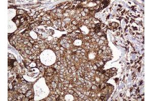 Image no. 10 for anti-B and T Lymphocyte Associated (BTLA) antibody (ABIN1496983) (BTLA anticorps)