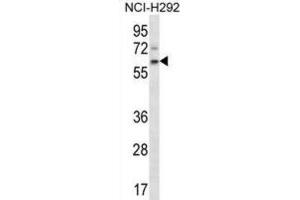 Western Blotting (WB) image for anti-Adenomatosis Polyposis Coli Down-Regulated 1 (APCDD1) antibody (ABIN5016904)