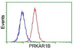 Image no. 1 for anti-Protein Kinase, CAMP-Dependent, Regulatory, Type I, beta (PRKAR1B) antibody (ABIN1500406)