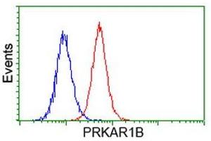 Image no. 1 for anti-Protein Kinase, CAMP-Dependent, Regulatory, Type I, beta (PRKAR1B) antibody (ABIN1500406) (PRKAR1B anticorps)