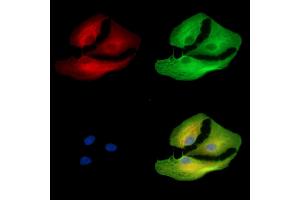 ABIN7096454 and ABIN7100518 staining  cells by IF/ICC. (UGT2B28 anticorps)