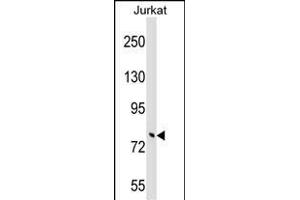 TRIM46 Antibody (N-term) (ABIN1539588 and ABIN2848814) western blot analysis in Jurkat cell line lysates (35 μg/lane). (TRIM46 anticorps  (N-Term))