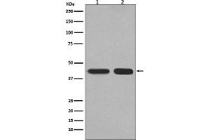 Western blot analysis of PGK1 expression in (1) HepG2 cell lysate, (2) Mouse kidney lysate.
