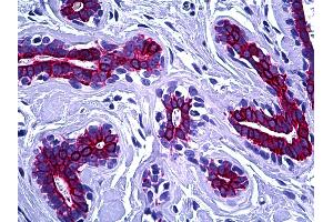Anti-Keratin 8/18/19 antibody IHC of human breast. (Keratin 8/18/19 anticorps)