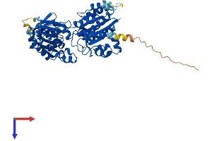 AlphaFold protein structure predicition of Human Recombinant GLYCTK Protein, UniprotID Q8IVS8