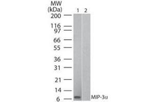 Western Blot of Human MIP 3α (Mouse) Antibody Lane 1: human recombinant MIP-3a Lane 2: mouse recombinant MIP-3a Primary antibody: Human MIP 3α (RAT) Antibody at 0. (CCL20 anticorps  (Biotin))