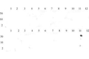 Histone H3 dimethyl Lys36 antibody (pAb) tested by dot blot analysis.