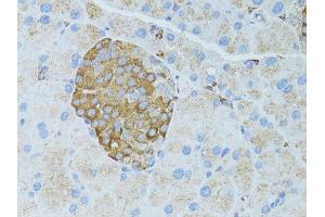 Immunohistochemistry of paraffin-embedded rat pancreas using OCLN antibody. (Occludin anticorps  (AA 263-522))