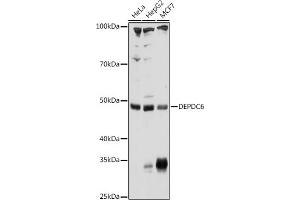 Western blot analysis of extracts of various cell lines, using DEPDC6 Rabbit pAb (ABIN6130266, ABIN6139536, ABIN6139537 and ABIN6225007) at 1:1000 dilution. (DEPTOR anticorps  (AA 1-220))
