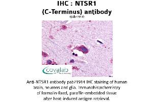 Image no. 1 for anti-Neurotensin Receptor 1 (High Affinity) (NTSR1) (C-Term) antibody (ABIN1737566)