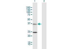 Western Blot analysis of TNNT2 expression in transfected 293T cell line by TNNT2 MaxPab polyclonal antibody.