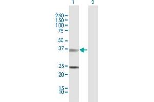 Western Blot analysis of TNNT2 expression in transfected 293T cell line by TNNT2 MaxPab polyclonal antibody.