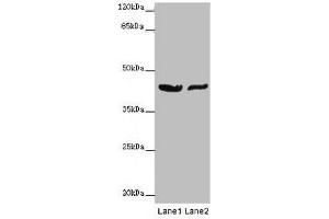 Western blot All lanes: GATA1 antibody at 7 μg/mL Lane 1: MCF-7 whole cell lysate Lane 2: A549 whole cell lysate Secondary Goat polyclonal to rabbit IgG at 1/10000 dilution Predicted band size: 43, 36, 35 kDa Observed band size: 43 kDa