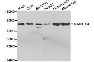 Western Blotting (WB) image for anti-ADAM Metallopeptidase with Thrombospondin Type 1 Motif, 4 (ADAMTS4) antibody (ABIN1870806) (ADAMTS4 anticorps)