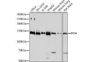 Western blot analysis of extracts of various cell lines, using IPO4 antibody  at 1:1000 dilution. (Importin 4 anticorps  (AA 728-1081))
