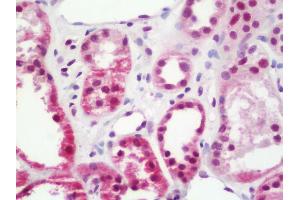Anti-TRIM33 / TIF1-Gamma antibody IHC staining of human kidney. (TRIM33 anticorps  (C-Term))