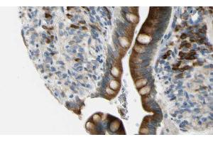 ABIN6268662 at 1/100 staining Mouse intestine tissue by IHC-P. (GJB2 anticorps  (Internal Region))