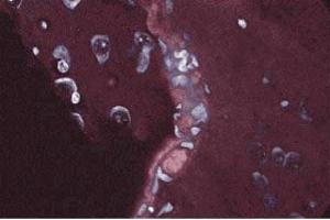 Immunofluorescent staining of rabbit cerebrum. (Annexin A2 anticorps  (AA 1-97))