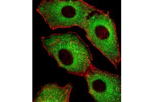 Fluorescent image of A549 cells stained with CDK5 Antibody (C-term) (ABIN6242783 and ABIN6577637). (CDK5 anticorps  (C-Term))