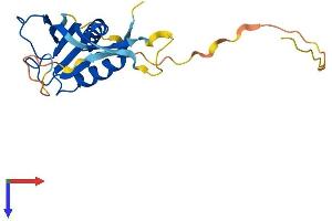 AlphaFold protein structure predicition of Human Recombinant RPP25 Protein, UniprotID Q9BUL9