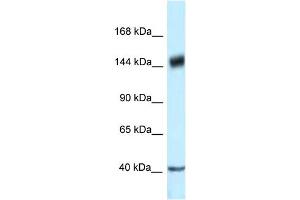 WB Suggested Anti-PELP1 Antibody Titration: 1. (PELP1 anticorps  (C-Term))