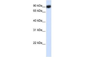 HSP90B1 antibody used at 1 ug/ml to detect target protein. (GRP94 anticorps)